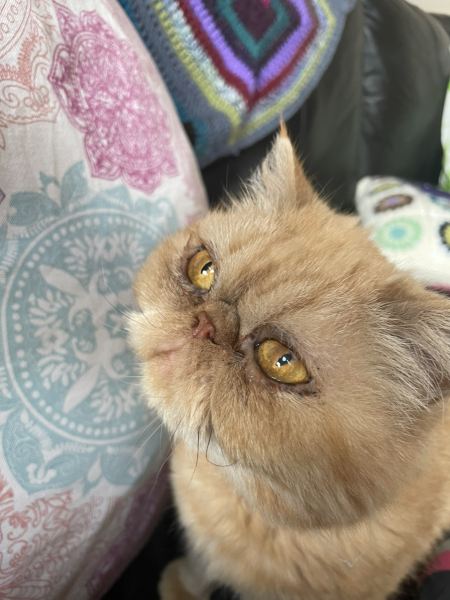 Insurance for my adorable new kitten