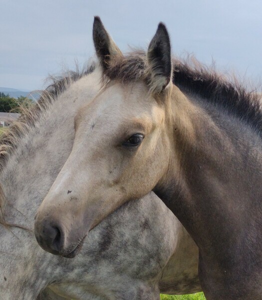 Pamela thread 5 - Bile Duct Cancer, chemo begins