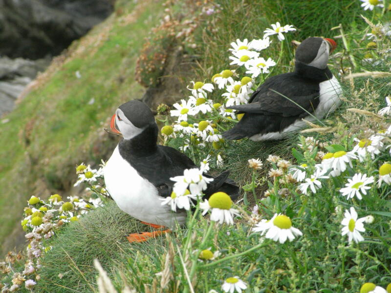 Pamela thread 5 - Bile Duct Cancer, chemo begins