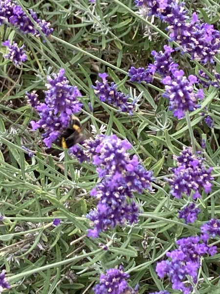 Pamela thread 5 - Bile Duct Cancer, chemo begins