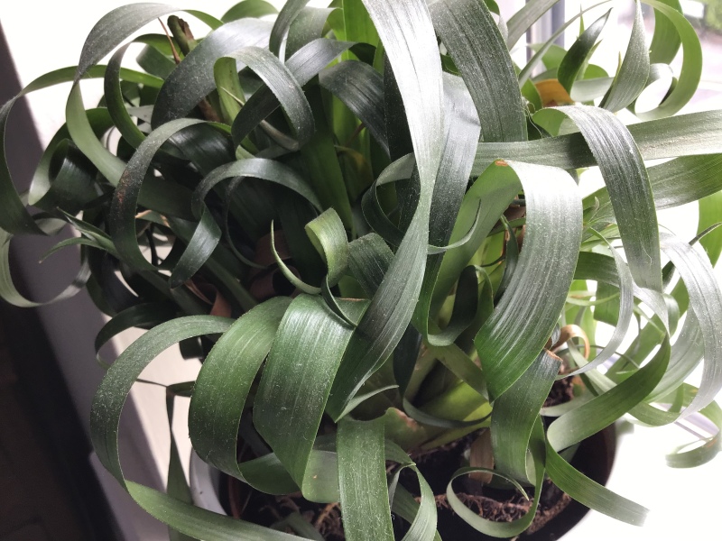 Can anyone identify this houseplant please? 