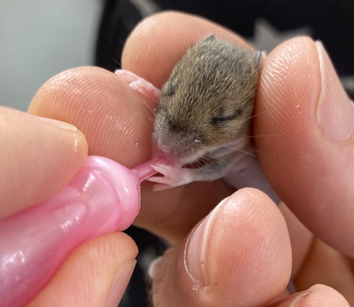 Trusting gosling rescued (with photo)
