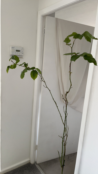 Rose bush cuttings