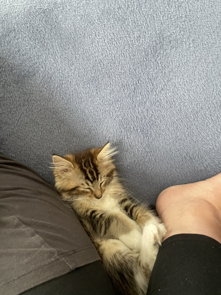 Our new kitty pixie - settling in advice
