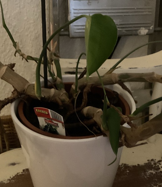 Can I save this plant!?