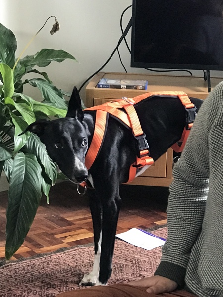 Puppy survival thread part 2