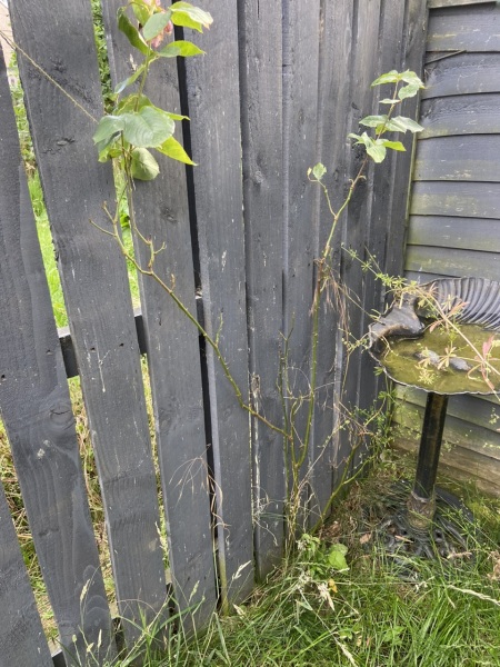 Rose bush cuttings