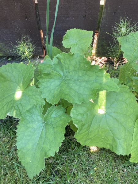 What are these ?