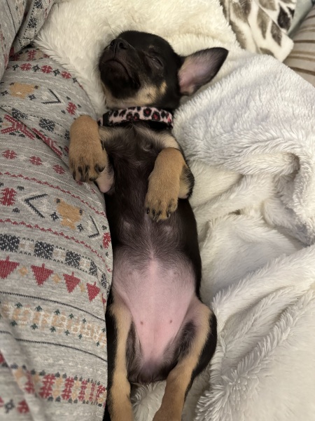 Puppy survival thread part 2