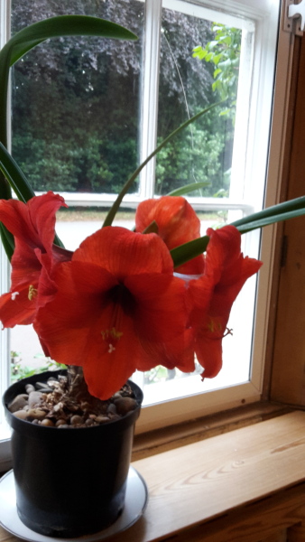 Pamela thread 5 - Bile Duct Cancer, chemo begins