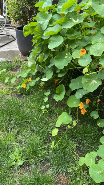 What's the plant you regret putting in?