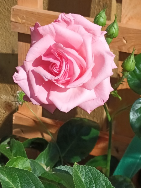 Pamela thread 3 - Bile Duct Cancer, off to London! 