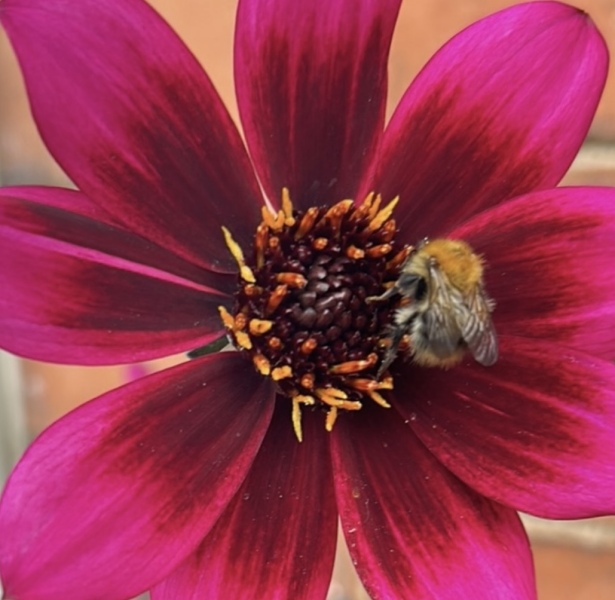 Pamela thread 5 - Bile Duct Cancer, chemo begins