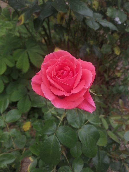 Pamela thread 5 - Bile Duct Cancer, chemo begins