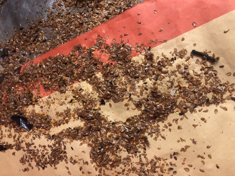 Any idea what these pests are in the attic?