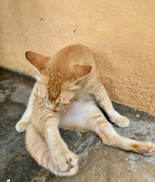 Thread 8 - TalkLair: “Brewing Russell's teapot” 