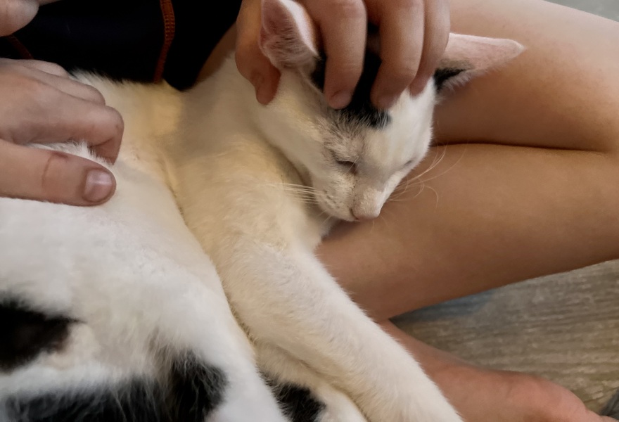 Help me find a (close) replacement kitten for DS