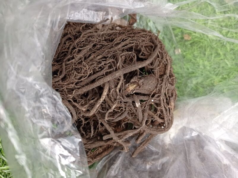 Help!!! Bare root hostas... What do I do?