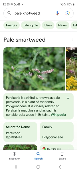 Is this a weed?