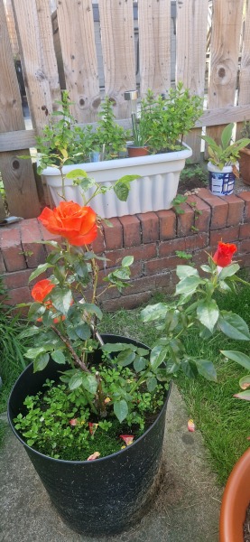 Pamela - Bile Duct Cancer, thread 4, London has given me a chance! 