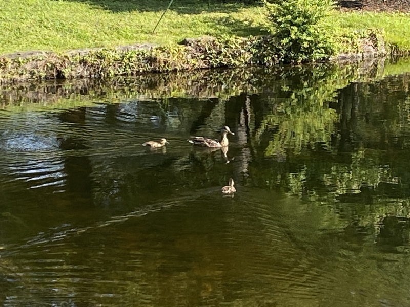 Come and tell me your dull and unexciting news 26: Calmly through the day 