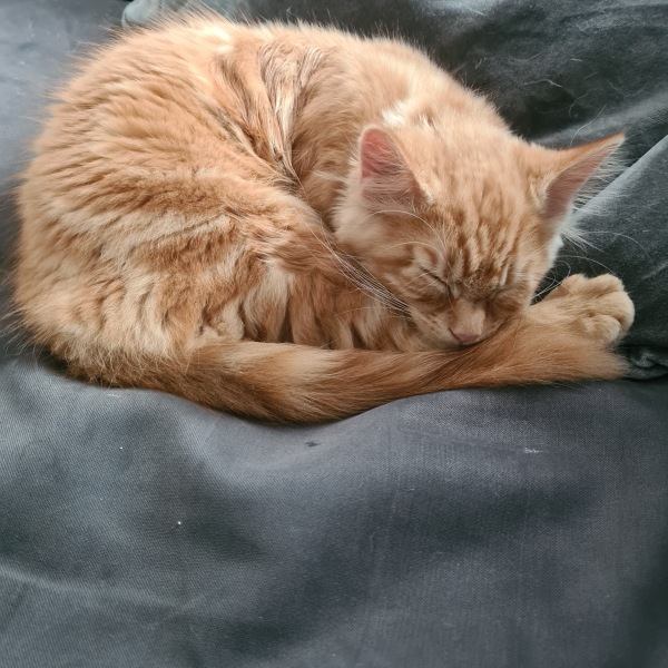 Early morning wake ups by kitten