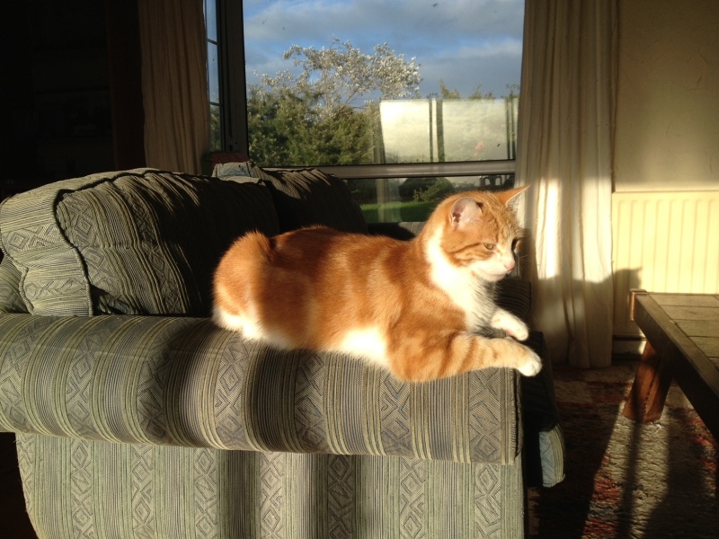 Pamela thread 5 - Bile Duct Cancer, chemo begins