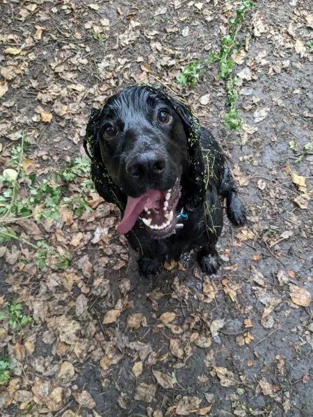 Long hair dog covered in grass seeds!