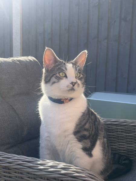 What kind of kitten might this be ?