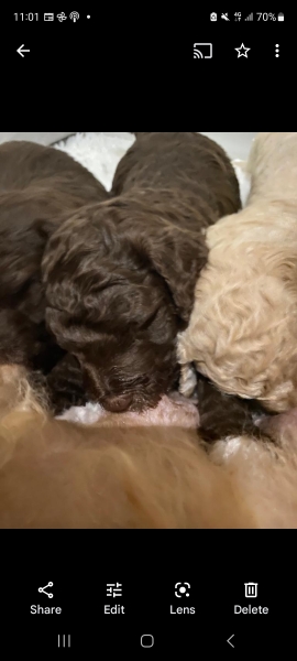 We picked our puppy today!