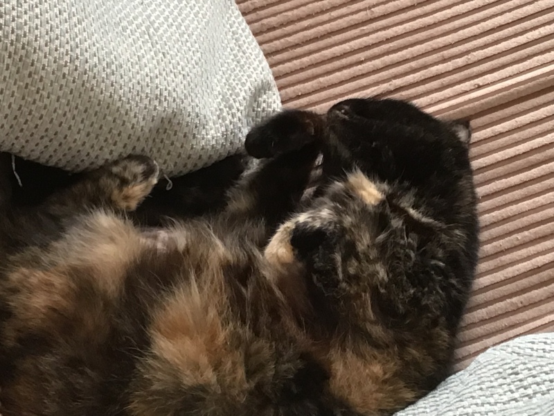 How to help Dcat stop scratching chunks out of herself?!