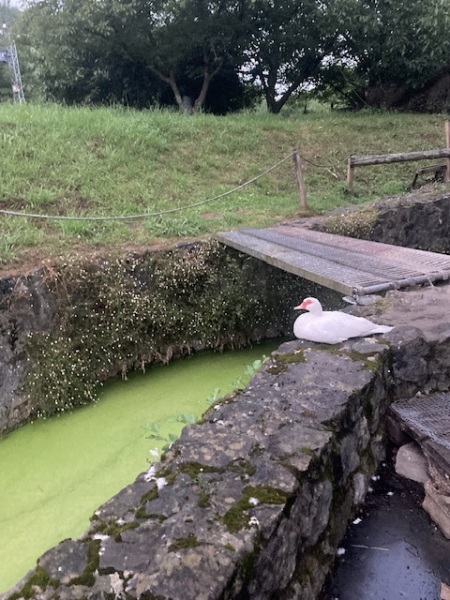 The Saxenda Sisterhood 