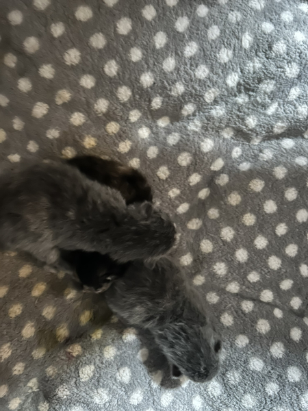 Cat just had kitten help