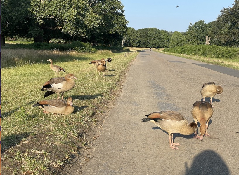 Pamela thread 3 - Bile Duct Cancer, off to London! 