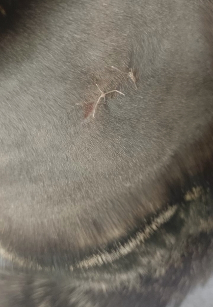 Is this wound ok?