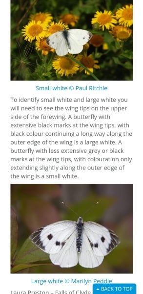 What is this butterfly or moth called?