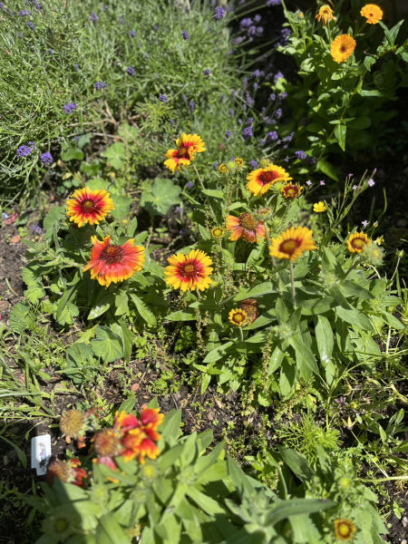 Perennials that flower but don't need lots of water