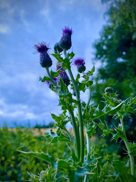 Pamela thread 5 - Bile Duct Cancer, chemo begins