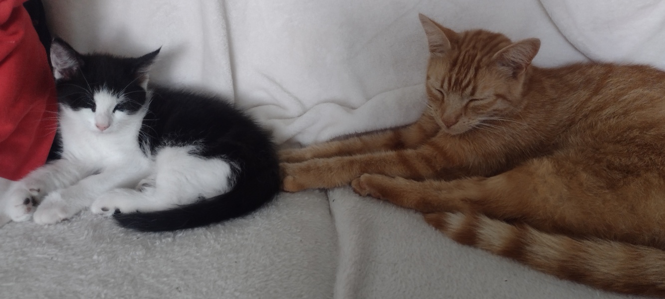 A Very Great Quantity Of Excellent Cats