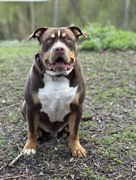 Tell me something lovely about your dog.