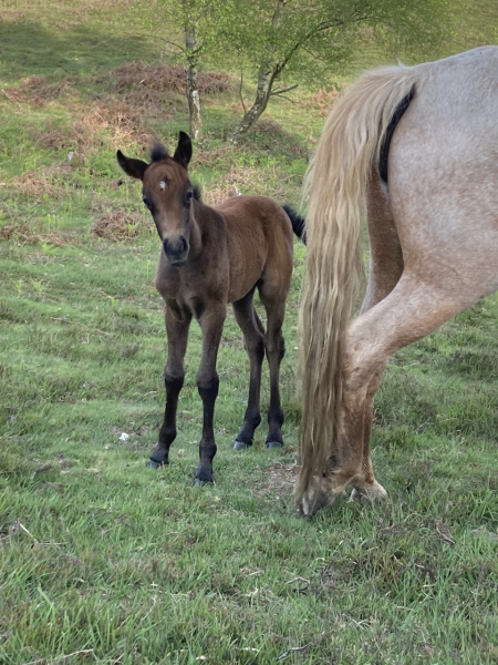 Pamela thread 5 - Bile Duct Cancer, chemo begins