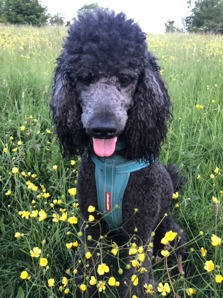 A breed similar in temperament to a labrador… but without the shedding