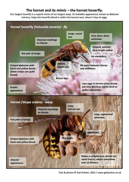 Hornet in a wasp nest?