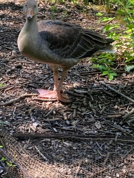 Trusting gosling rescued (with photo)
