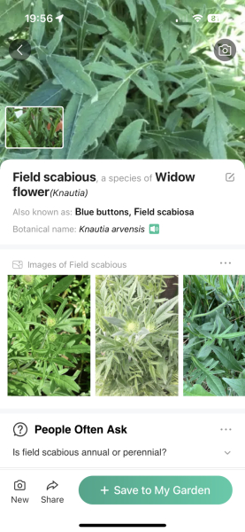 Help identifying a plant