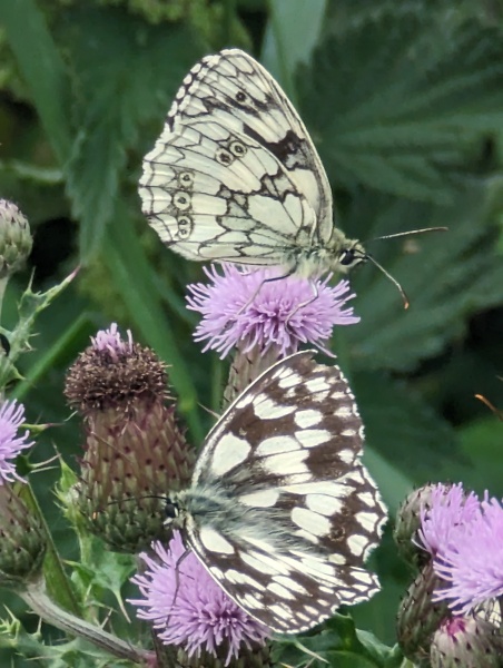 Pamela thread 3 - Bile Duct Cancer, off to London! 