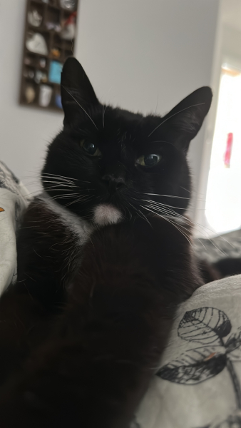 What is one thing you love about your cat?