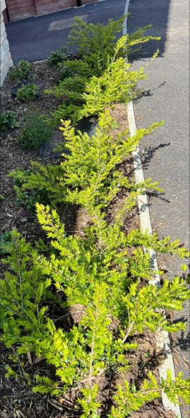 Front Garden Space