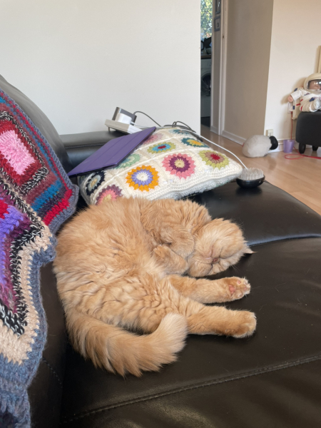 What is one thing you love about your cat?