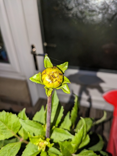 Dahlia buds going brown? 